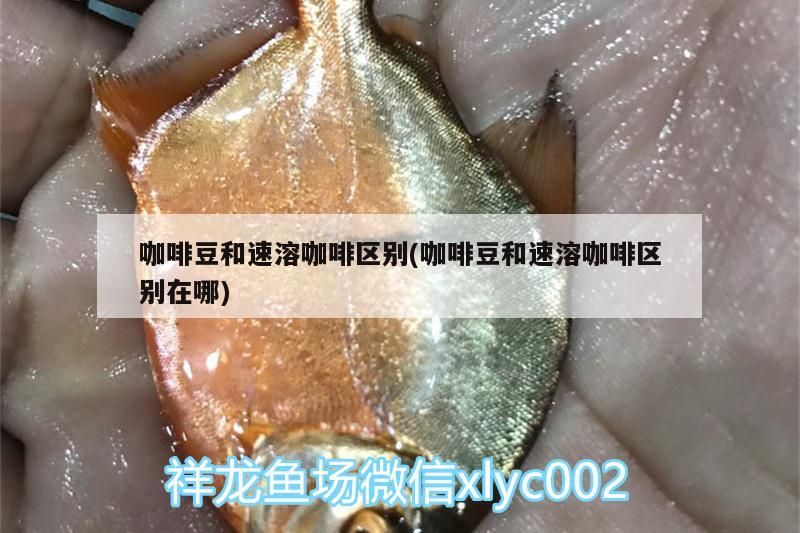 咖啡豆和速溶咖啡區別(咖啡豆和速溶咖啡區別在哪)