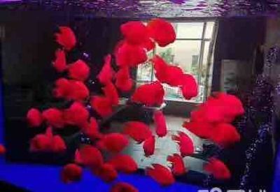 觀賞魚發(fā)順豐怎么簽合同（如何簽訂觀賞魚合同）