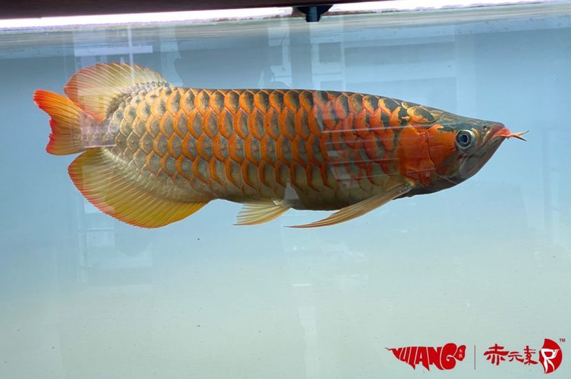 延安觀賞魚市場分享魚友的赤元素經典紅龍