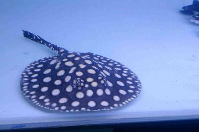 魟魚多久可以長到25度以上：魟魚多久可以長到25度以上[需手動填充]魚多久可以長到25度以上