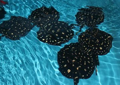 魟魚多久可以長到25度以上：魟魚多久可以長到25度以上[需手動填充]魚多久可以長到25度以上