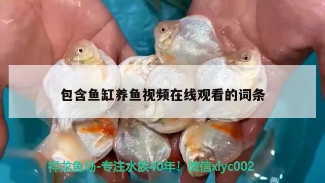 包含魚缸養(yǎng)魚視頻在線觀看的詞條