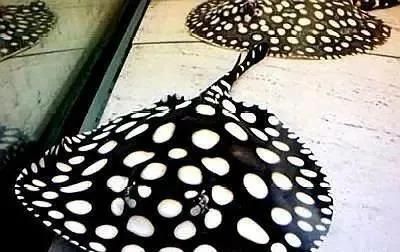 魟魚下鹽好處是什么：魟魚下鹽是一種常見的飼養方法