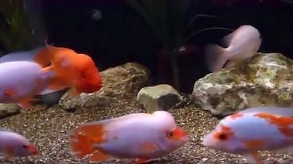 魟魚盤子發紅：魟魚腹部發紅怎么辦