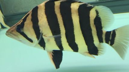 印尼虎魚黑紋變淡怎么辦？：印尼虎魚的黑紋變淡怎么辦