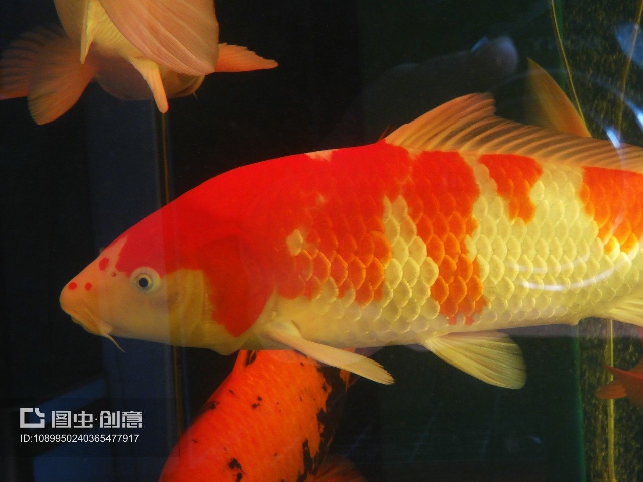 廣東本地觀賞魚有哪些品牌的（廣東本地觀賞魚品牌）