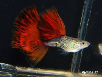 比較活潑的觀賞魚排名（十大最活潑的觀賞魚排行榜錦鯉、地圖魚、地圖魚、地圖魚、地圖魚）
