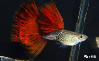 比較活潑的觀賞魚排名（十大最活潑的觀賞魚排行榜錦鯉、地圖魚、地圖魚、地圖魚、地圖魚）