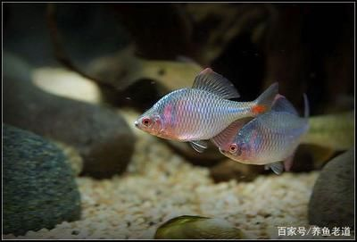 比較活潑的觀賞魚排名（十大最活潑的觀賞魚排行榜錦鯉、地圖魚、地圖魚、地圖魚、地圖魚）