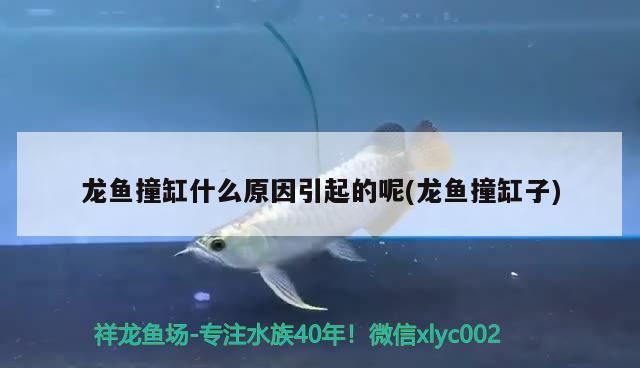 我的虎魚真菌感染了要怎么處理 龍魚撞缸什么原因引起的呢(龍魚撞缸子) 可麗愛魚缸 龍魚撞缸什么原因引起的呢(龍魚撞缸子) 龍魚撞缸什么原因引起的呢(龍魚撞缸子) 可麗愛魚缸