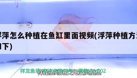 治療龍魚蒙眼用什么藥效果好呢視頻講解：龍魚蒙眼治療用藥全攻略，視頻輔助下的有效療法剖析