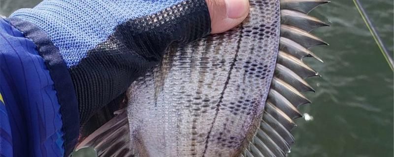 烏魯木齊58同城二手魚缸買賣網電話多少 烏魯木齊58同城二手魚缸買賣網電話多少號