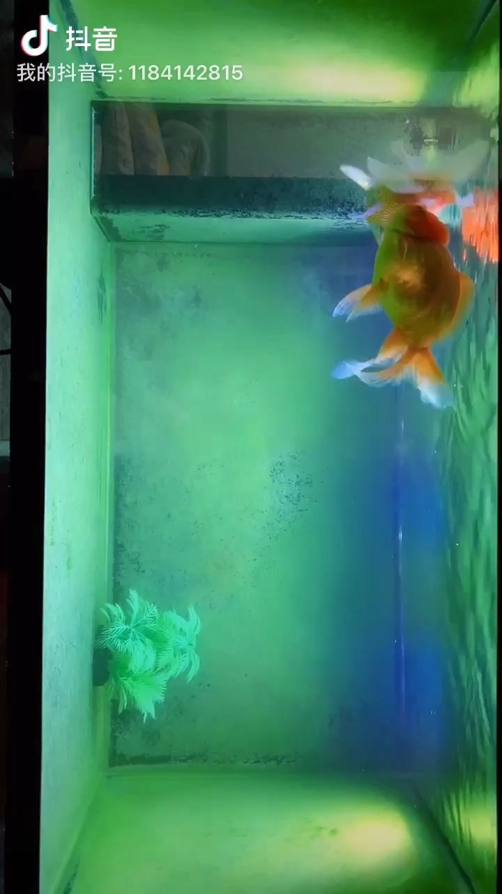 烏魯木齊58同城二手魚缸買賣網電話多少 烏魯木齊58同城二手魚缸買賣網電話多少號