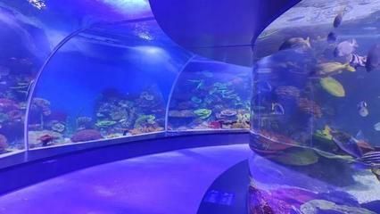 廣州一方水族館怎么樣：廣州一方水族館位于荔灣區(qū)柳橋北路西朗觀賞魚博覽中心10號