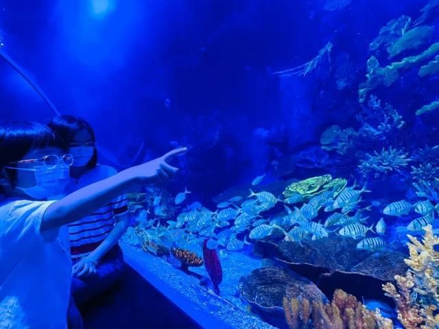 廣州一方水族館怎么樣：廣州一方水族館位于荔灣區(qū)柳橋北路西朗觀賞魚博覽中心10號