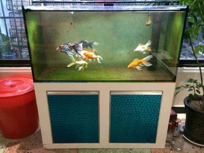 只養一條紅龍魚的寓意是什么呢：一魚之韻，獨養紅龍的深邃寓意