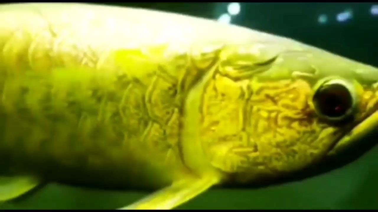 5龍5虎5元寶鳳凰再配點啥做風水缸？
