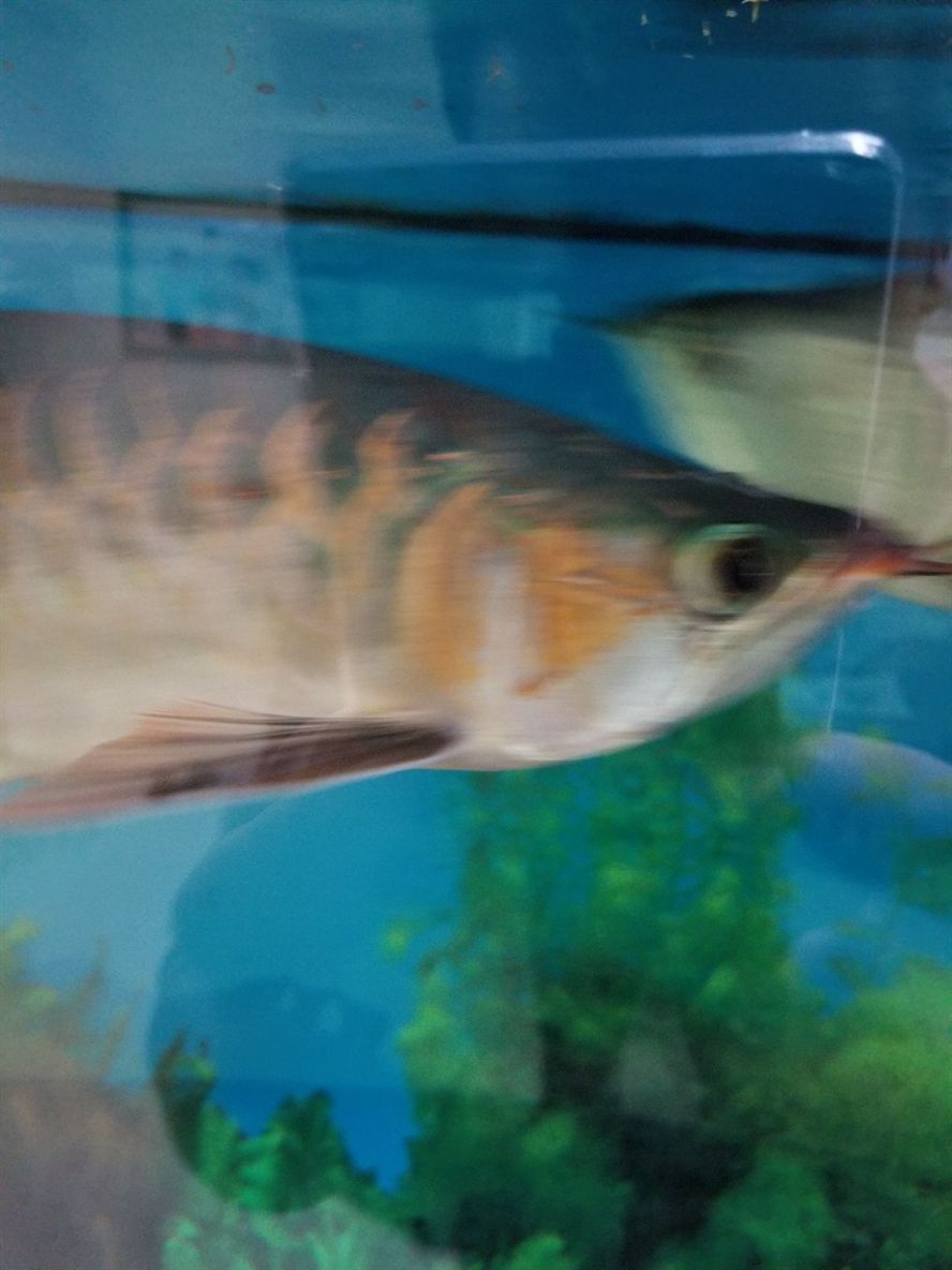 喀什水族館紅龍開始用燈用NEC好還是馬印好？