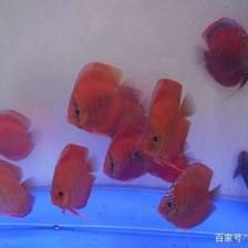 觀賞魚需要喂嗎（關于觀賞魚喂食的一些關鍵信息）