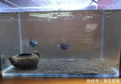 觀賞魚(yú)需要喂嗎（關(guān)于觀賞魚(yú)喂食的一些關(guān)鍵信息）