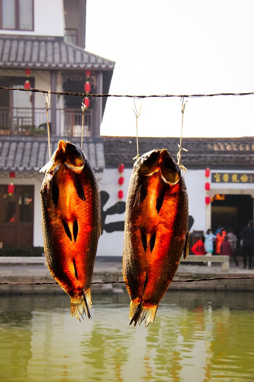 銀龍魚一直喂飼料可以嗎：銀龍魚長期喂魚飼料可以嗎