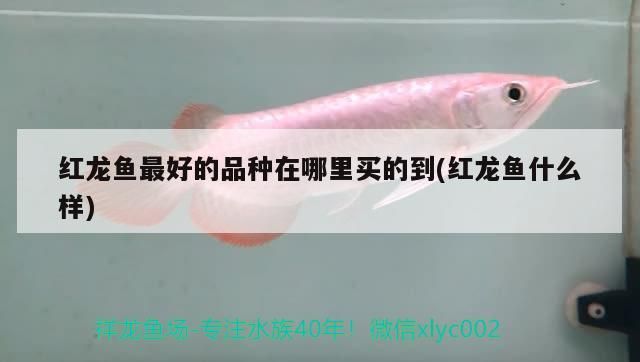 海鮮魚缸設計圖片大全圖集簡單（海鮮缸效果圖）