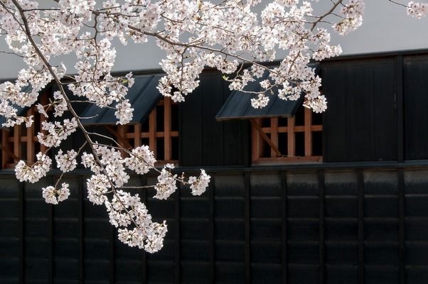 周口水族批發(fā)市場在哪里有賣海鮮的 周口市水產(chǎn)海鮮市場