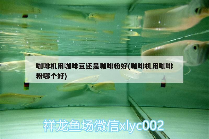 咖啡機用咖啡豆還是咖啡粉好(咖啡機用咖啡粉哪個好)