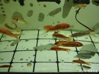 觀賞魚飄在水面怎么回事（觀賞魚飄在水面可能與健康問(wèn)題有關(guān)觀賞魚的行為模式）