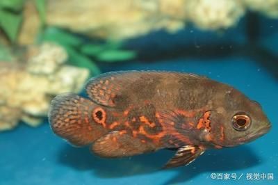 觀賞魚飄在水面怎么回事（觀賞魚飄在水面可能與健康問(wèn)題有關(guān)觀賞魚的行為模式）