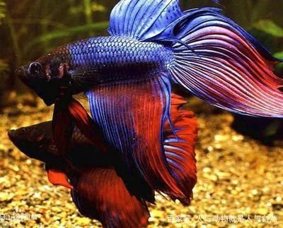 斗魚喂什么飼料最好（斗魚的飼養方法）