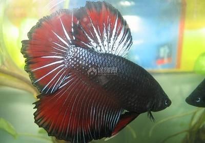 斗魚喂什么飼料最好（斗魚的飼養方法）