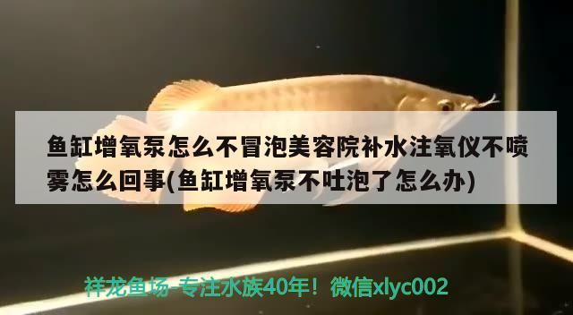 銀龍魚腸炎如何治療？，銀龍魚腸炎怎么治療