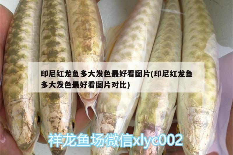 印尼紅龍魚多大發色最好看圖片(印尼紅龍魚多大發色最好看圖片對比)