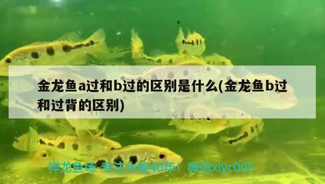 吉印大道地鐵站到南京南站（吉印大道到南京南站坐地鐵要多久）