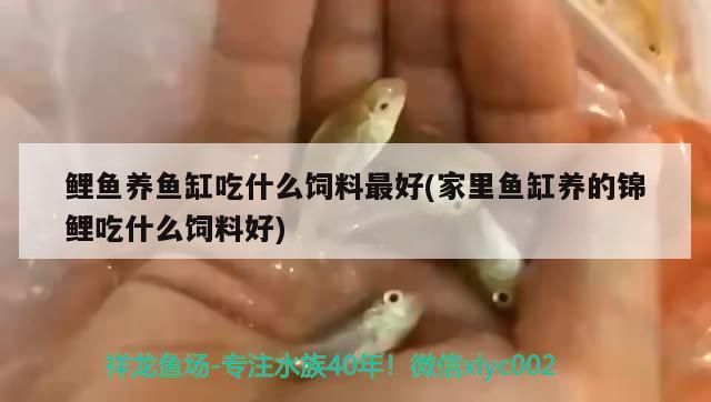 鯉魚養(yǎng)魚缸吃什么飼料最好(家里魚缸養(yǎng)的錦鯉吃什么飼料好)