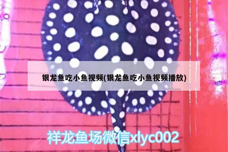 金龍魚 銀龍魚吃小魚視頻(銀龍魚吃小魚視頻播放) 銀龍魚百科 銀龍魚吃小魚視頻(銀龍魚吃小魚視頻播放) 銀龍魚吃小魚視頻(銀龍魚吃小魚視頻播放) 銀龍魚百科