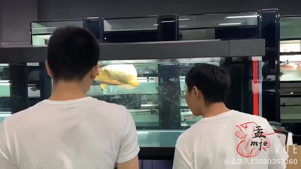 烏海觀賞魚市場孟吉爾～賞魚看看久鼎