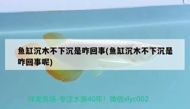 給大魚缸換水的作文:體驗給大魚缸換水的樂趣:體驗給大魚缸換水:給大魚缸換水的作文 魚缸沉木不下沉是咋回事(魚缸沉木不下沉是咋回事呢) 觀賞魚百科 魚缸沉木不下沉是咋回事(魚缸沉木不下沉是咋回事呢) 魚缸沉木不下沉是咋回事(魚缸沉木不下沉是咋回事呢) 觀賞魚百科