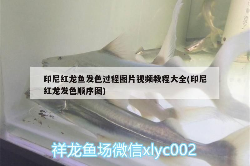 印尼紅龍魚發(fā)色過(guò)程圖片視頻教程大全(印尼紅龍發(fā)色順序圖)