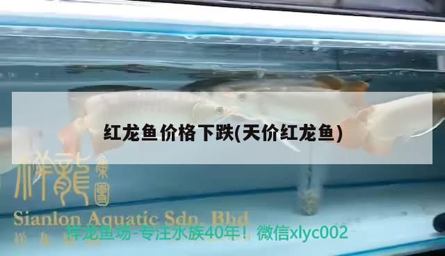 紅龍魚價格下跌(天價紅龍魚)