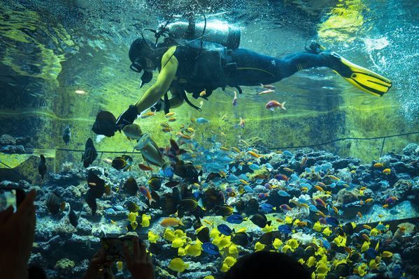 海南水族館門票多少錢（三亞亞特蘭蒂斯水族館門票價格）