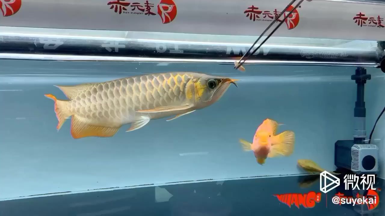 赤元素經典紅龍中魚
