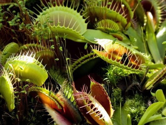 黃吉金龍魚顏色變化規律：金龍魚的顏色變化是一個復雜的過程