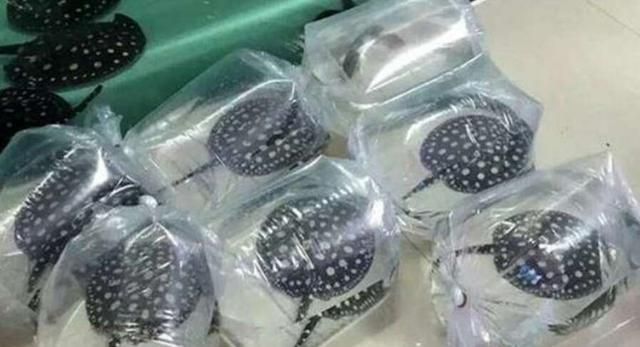 觀賞魚快遞怎么寄到國外（寄送觀賞魚到國外需要考慮哪些因素）