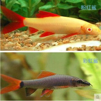 龍魚紅眼還是黑眼好看點：關于龍魚紅眼還是黑眼更好看的討論