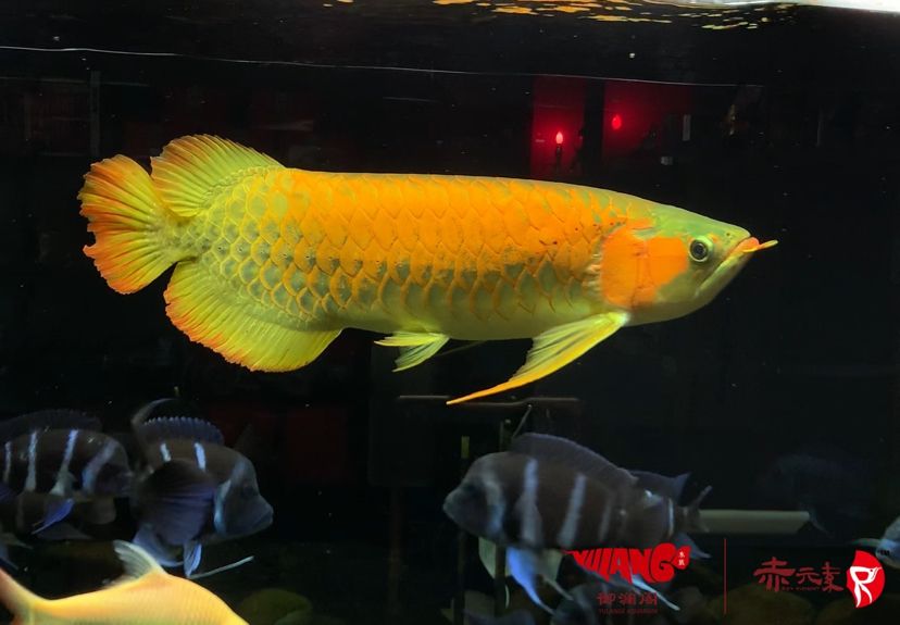 赤元素經典紅龍種魚綠巨人
