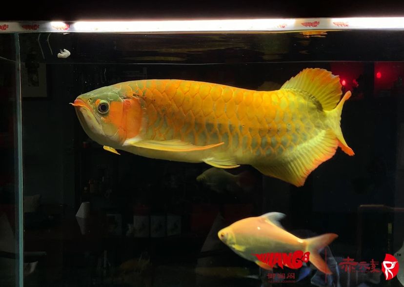 赤元素經典紅龍種魚綠巨人