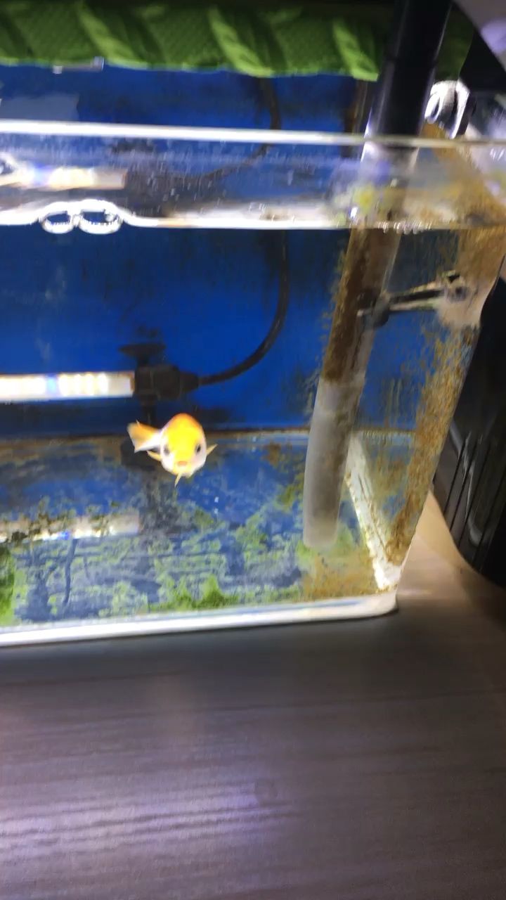 淡水大型觀賞魚品種圖片及價格（淡水大型觀賞魚品種圖片及價格大全）