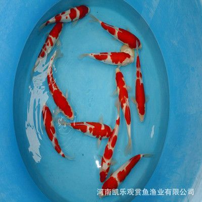 大日魚場冠軍錦鯉視頻（對不起，沒有找到匹配的搜索結果）